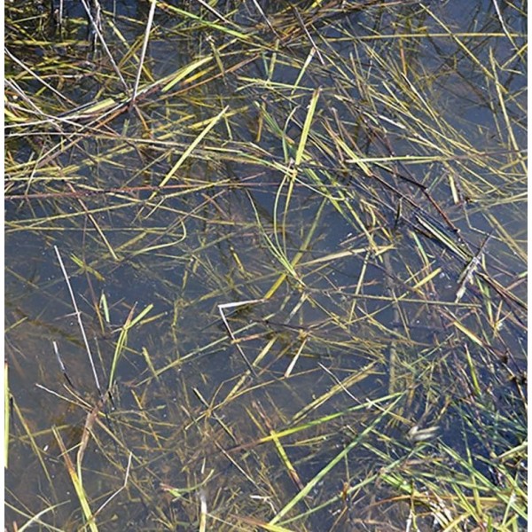 AK Interactive - Diorama Effects - Still Water (250ml)