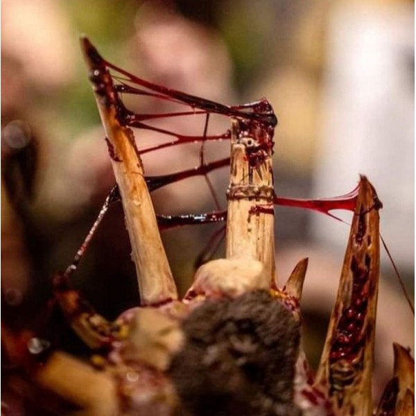 Dirty Down - Gore Effect - 15ml